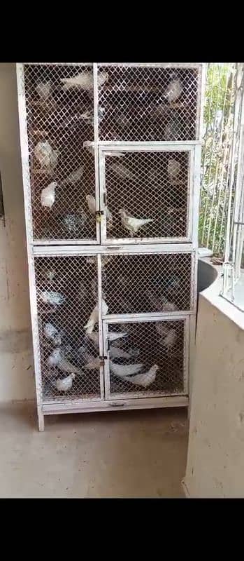 sale all pigeons and cadge 10