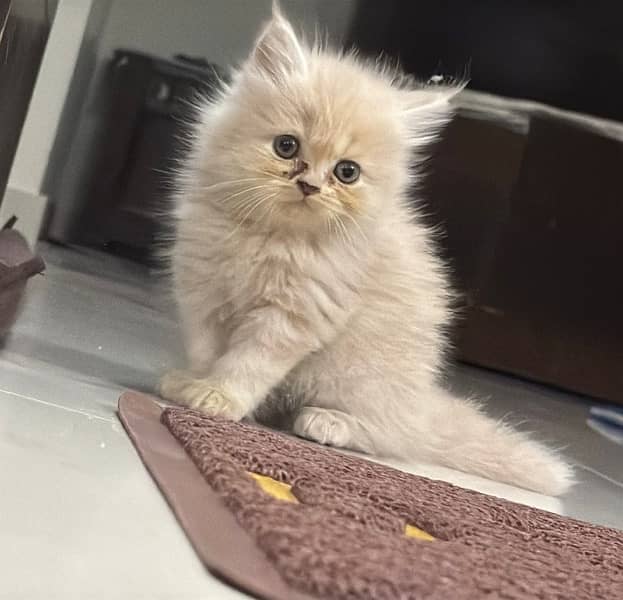 persian tripple coat male 0