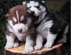 whollcoat Blue eye's husky puppies