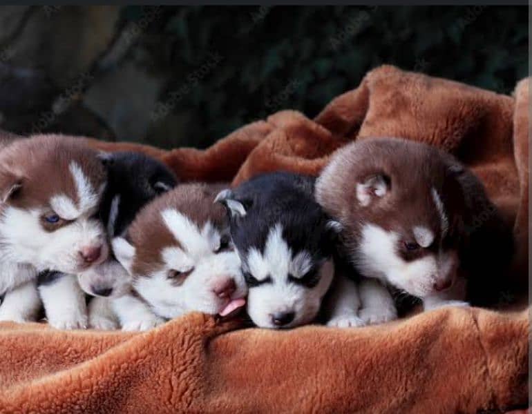 whollcoat Blue eye's husky puppies 1