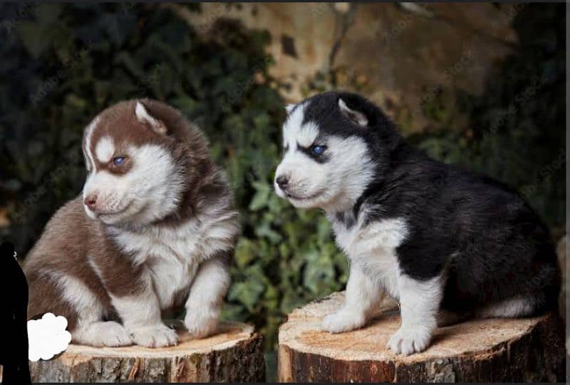 whollcoat Blue eye's husky puppies 2