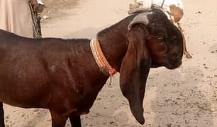 Nagri bakri for sale|Desi bakri for sale