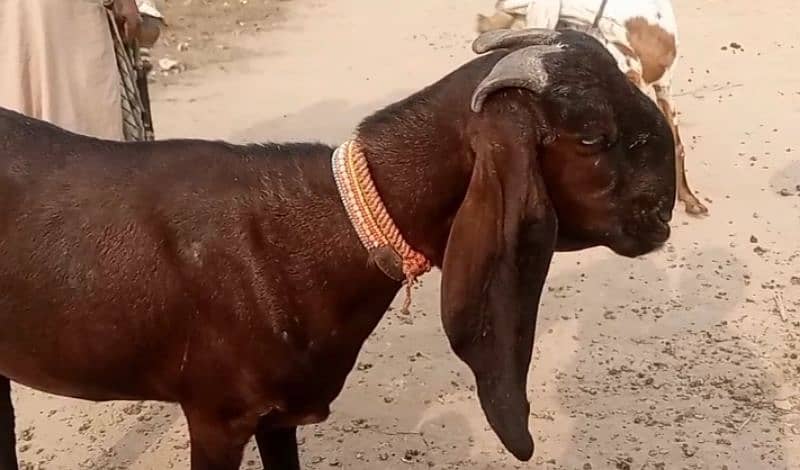 Nagri bakri for sale|Desi bakri for sale 0