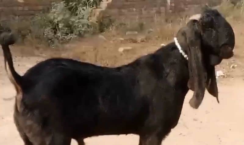 Nagri bakri for sale|Desi bakri for sale 1