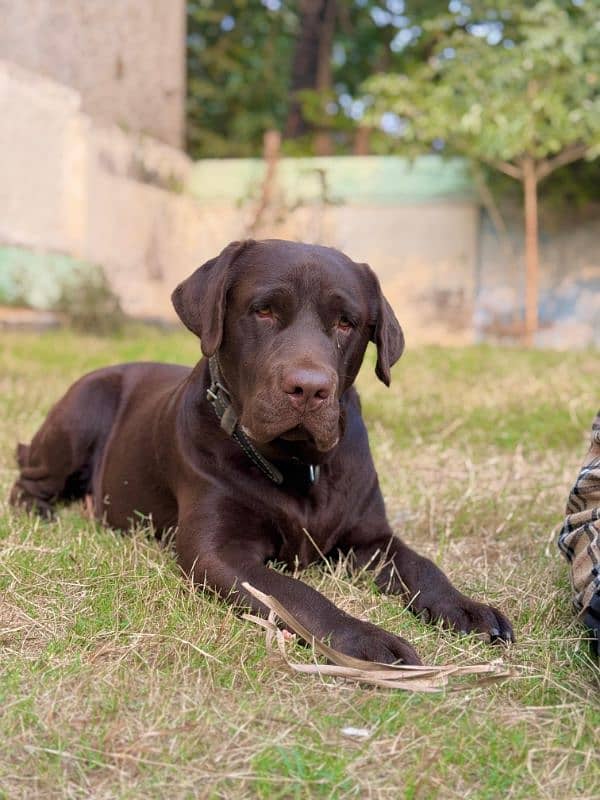 chocolate labrador retriever for stud 1