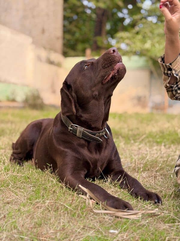 chocolate labrador retriever for stud 2