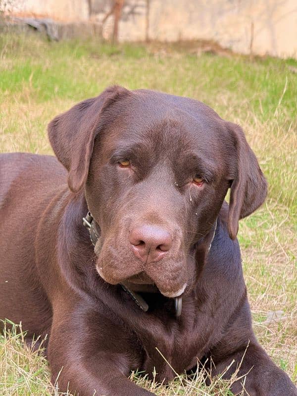 chocolate labrador retriever for stud 3