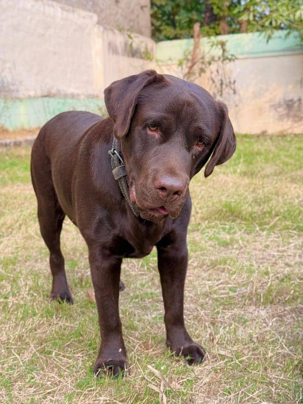 chocolate labrador retriever for stud 4