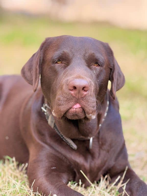 chocolate labrador retriever for stud 5