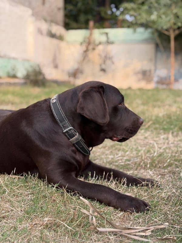 chocolate labrador retriever for stud 6