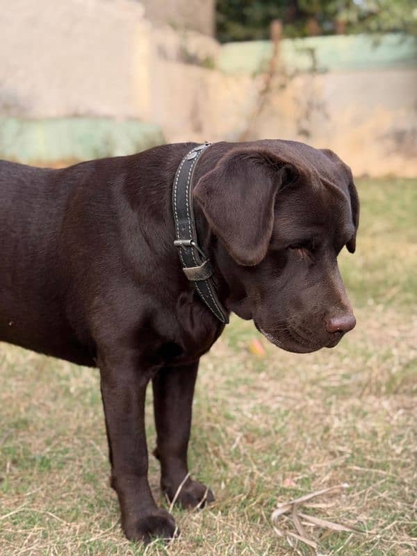 chocolate labrador retriever for stud 7