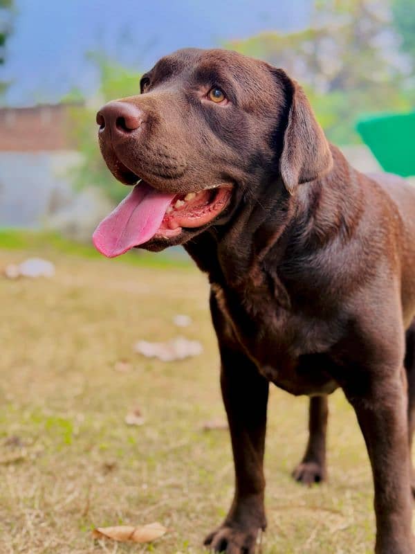 chocolate labrador retriever for stud 12