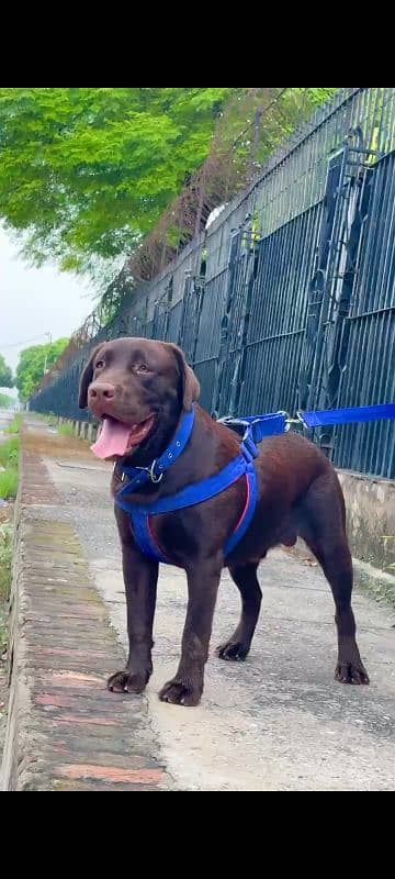 chocolate labrador retriever for stud 13