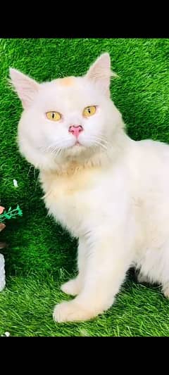 A male Persian cat with accessories