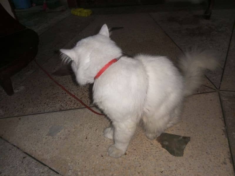 A male Persian cat with accessories 1