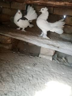 laky pegion for sale. confirm pair . high quality. loc kamra attock