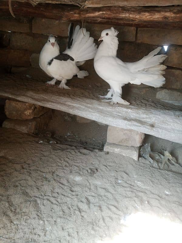 laky pegion for sale. confirm pair . high quality. loc kamra attock 2