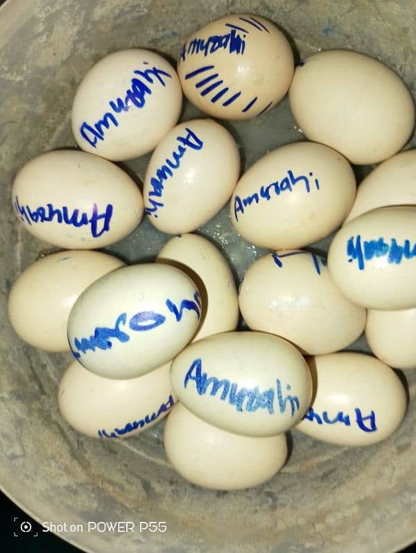 Amroha Aseel Egg Sale 2