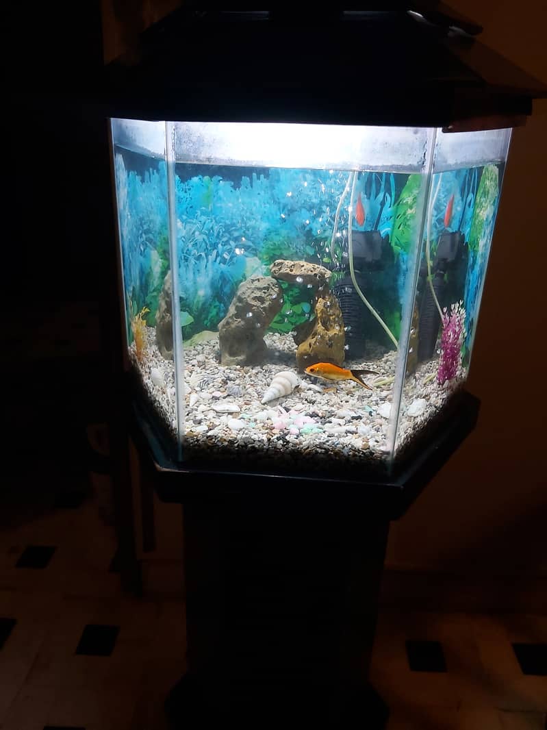 FISH AQUARIUM HEXAGON SHAPE FOR SELL. 1