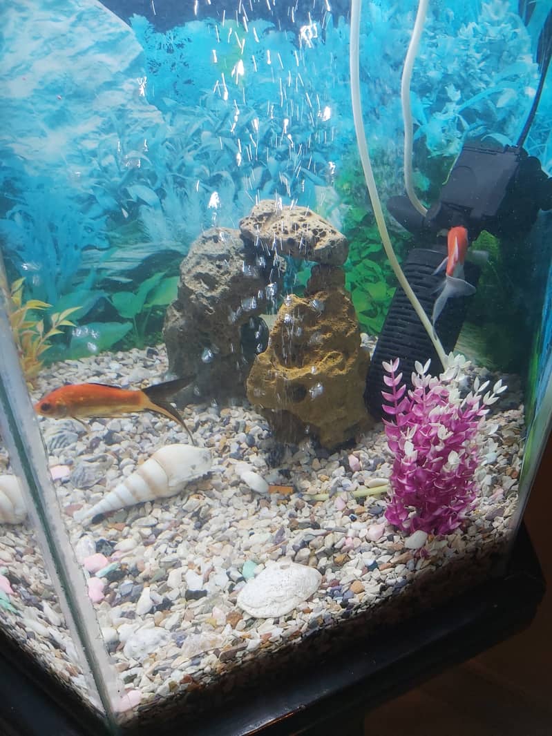 FISH AQUARIUM HEXAGON SHAPE FOR SELL. 2