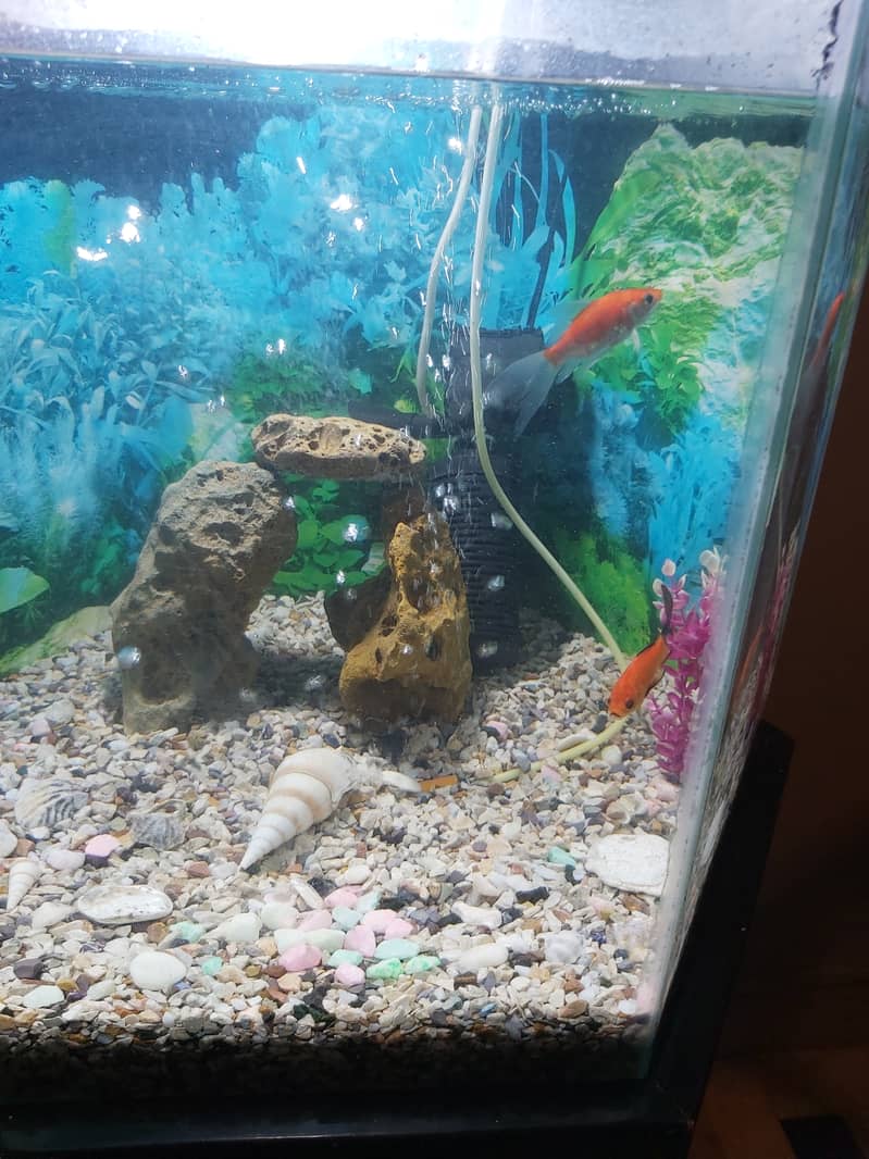 FISH AQUARIUM HEXAGON SHAPE FOR SELL. 3