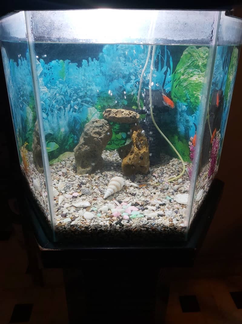 FISH AQUARIUM HEXAGON SHAPE FOR SELL. 4