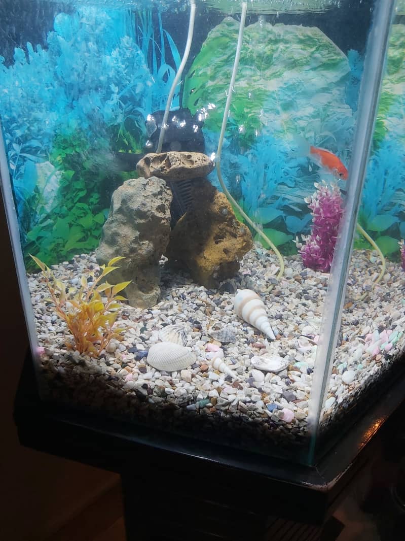 FISH AQUARIUM HEXAGON SHAPE FOR SELL. 9