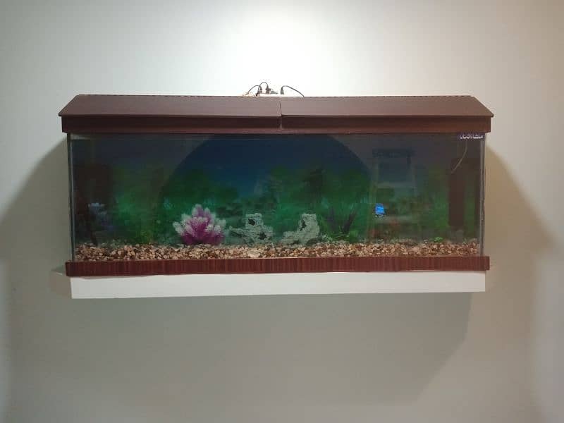 Aquarium Service 6