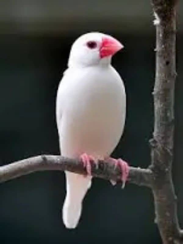 White Java Sparrow 0