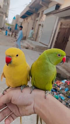 parrots for sale