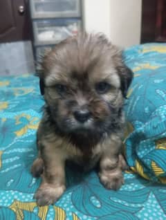 sitzu puppies available pair