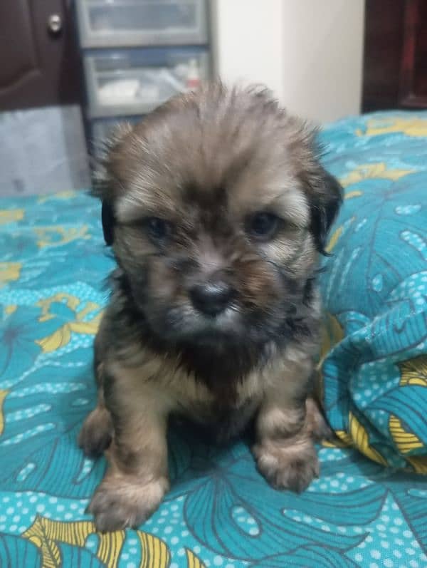 sitzu puppies available pair 0