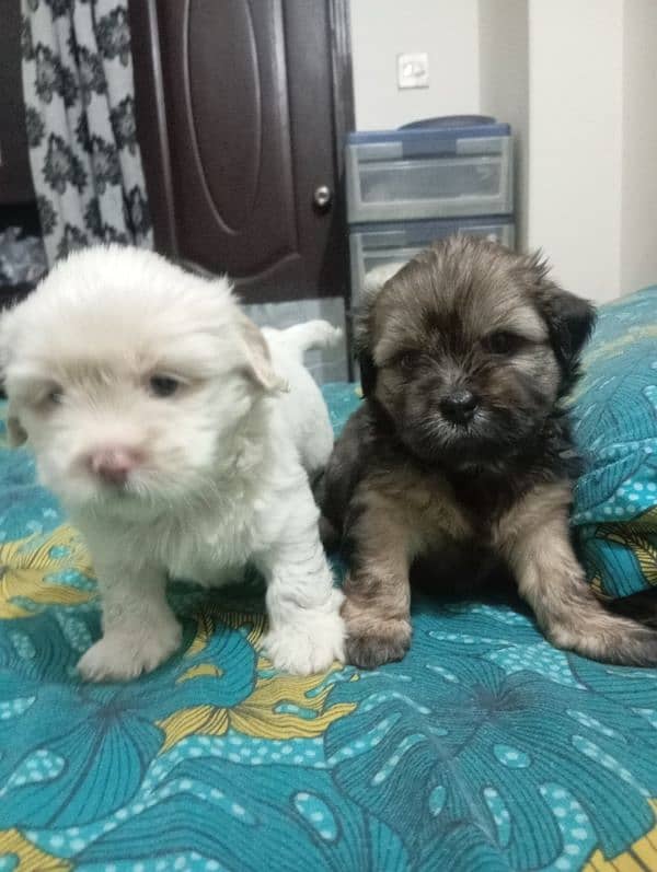 sitzu puppies available pair 1