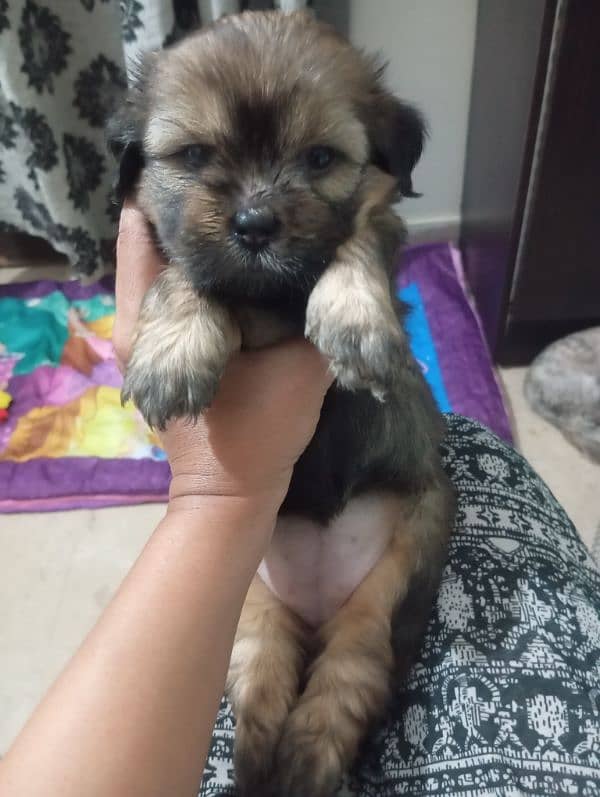 sitzu puppies available pair 3