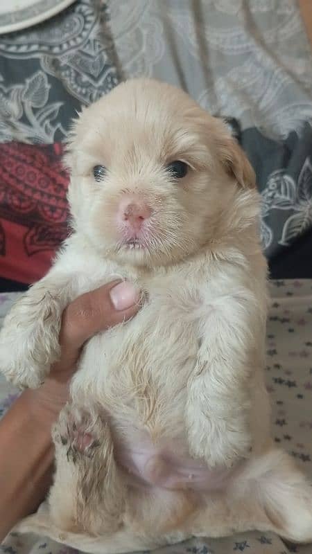 sitzu puppies available pair 5