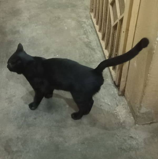 Black Cat For Sale 0330 9000080 0