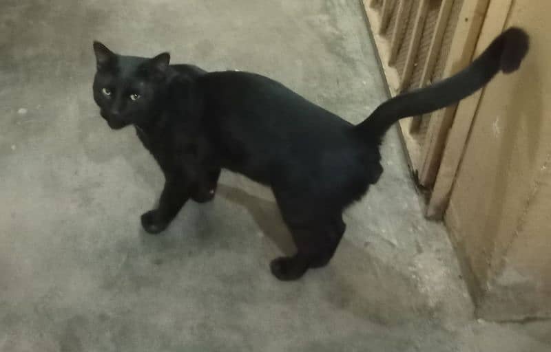 Black Cat For Sale 0330 9000080 1