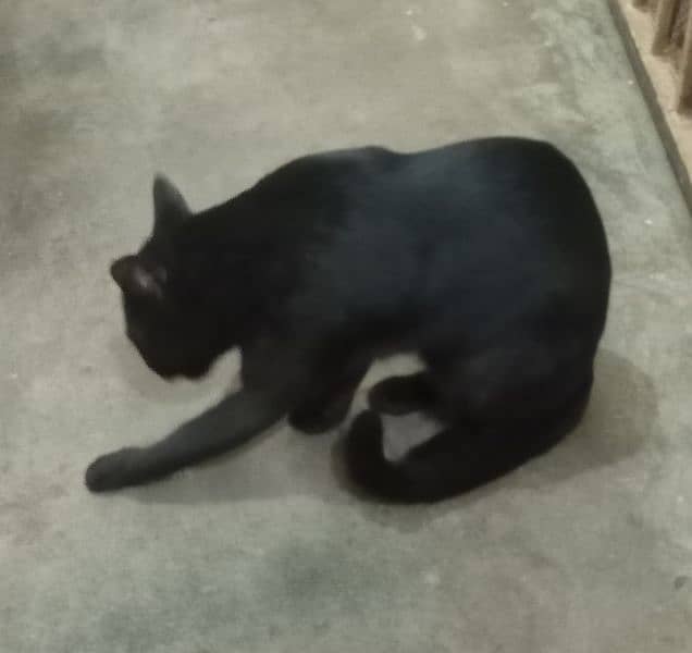 Black Cat For Sale 0330 9000080 2