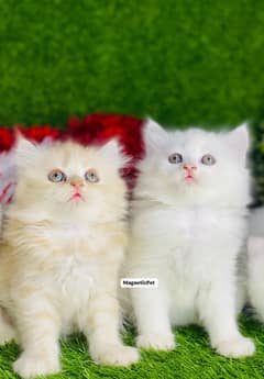 white fawan Perisan kitten triple long coated punch face kitten