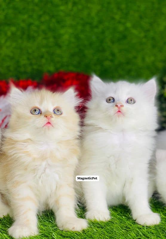 white fawan Perisan kitten triple long coated punch face kitten 0