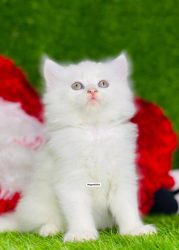 white fawan Perisan kitten triple long coated punch face kitten 2