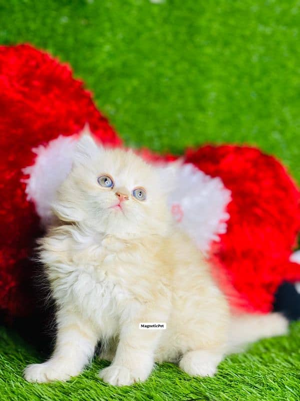 white fawan Perisan kitten triple long coated punch face kitten 3