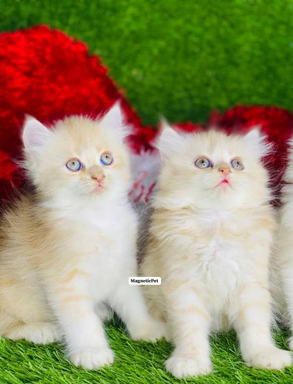 white fawan Perisan kitten triple long coated punch face kitten 4