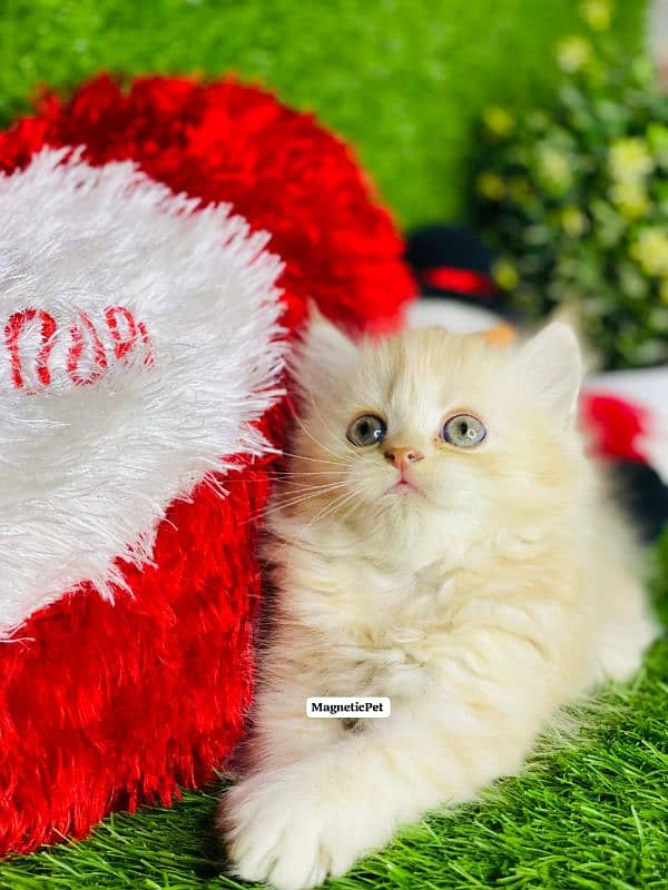 white fawan Perisan kitten triple long coated punch face kitten 12