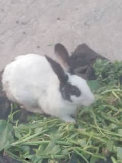 9 month age rabbit