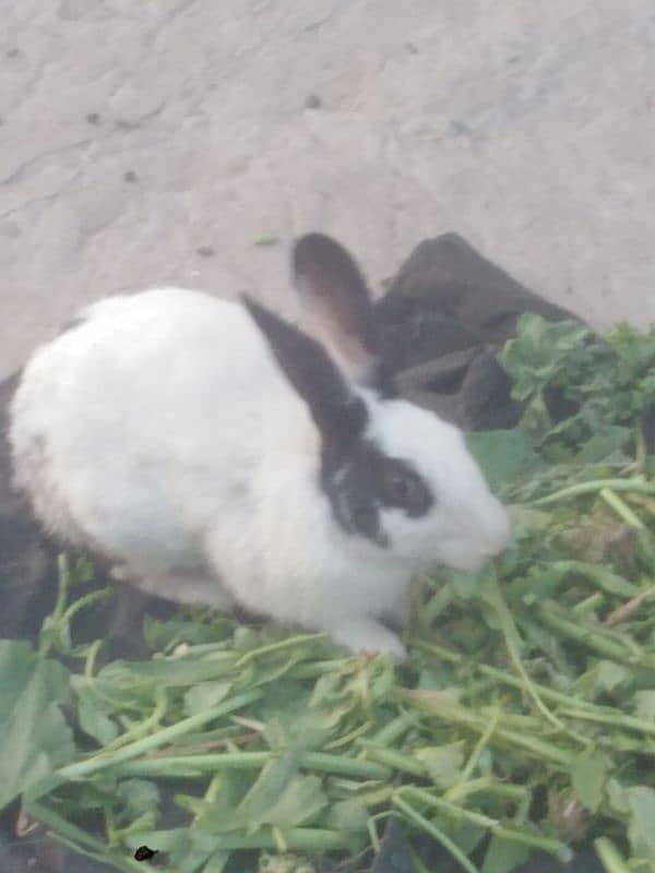 9 month age rabbit 0