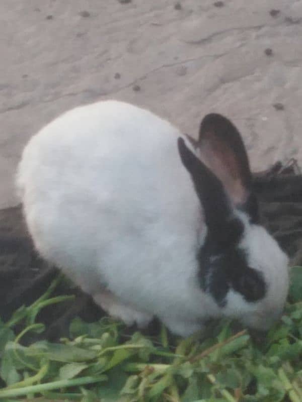 9 month age rabbit 1