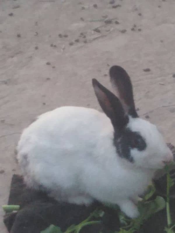 9 month age rabbit 2