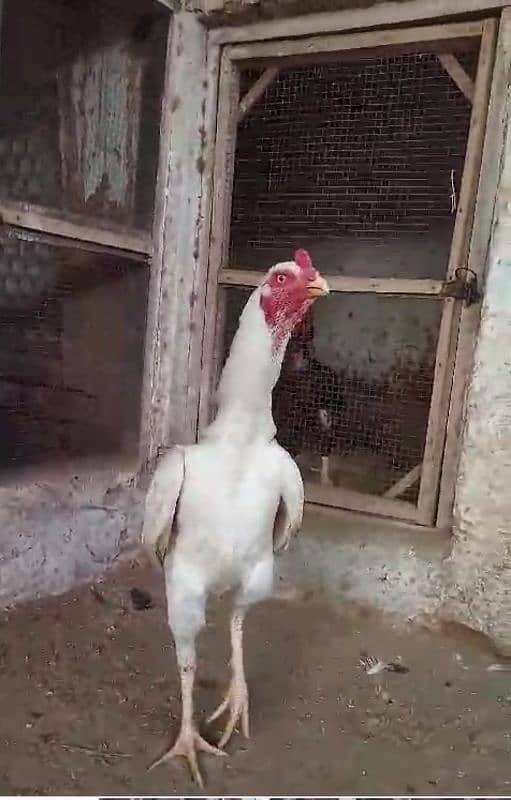 Top Quality Pure Breed Heera Hera Hira 1