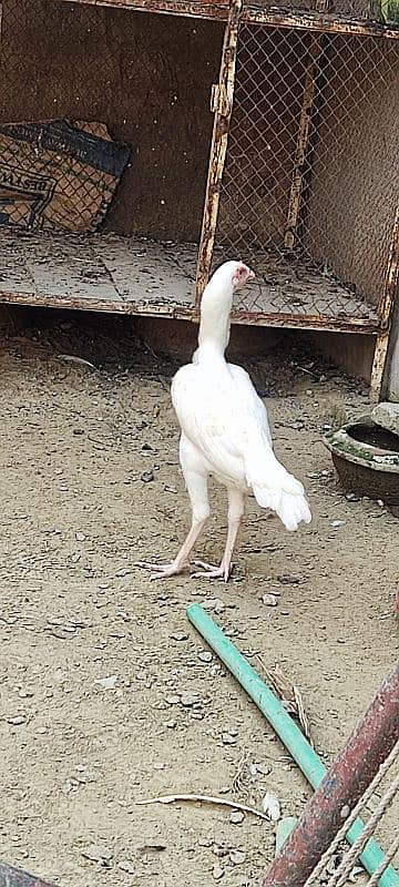 Top Quality Pure Breed Heera Hera Hira 2